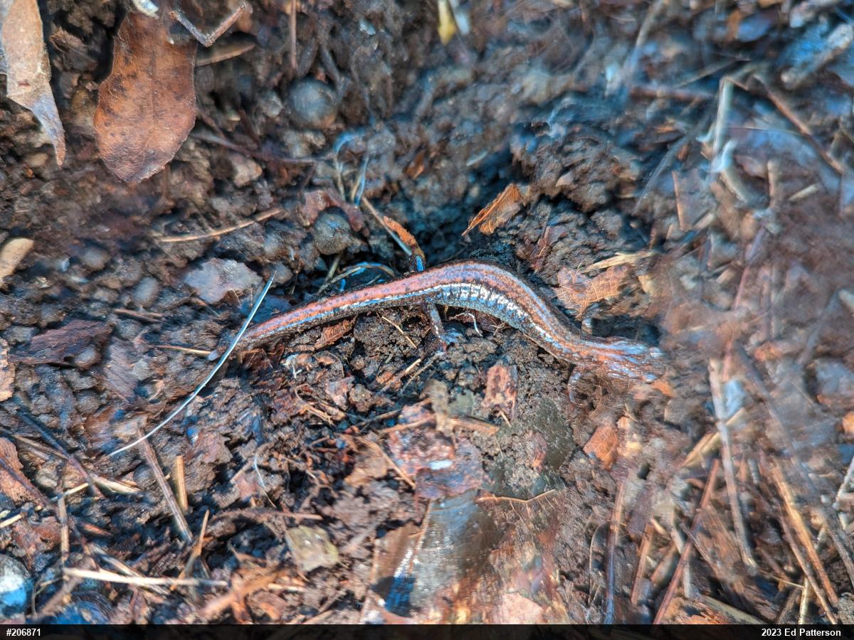 Eastern Red-backed  Salamander