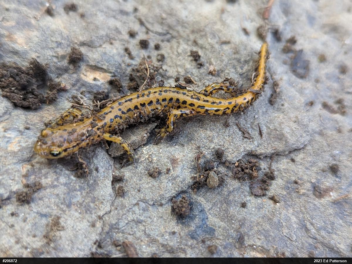 Eastern Long-tailed Salamander