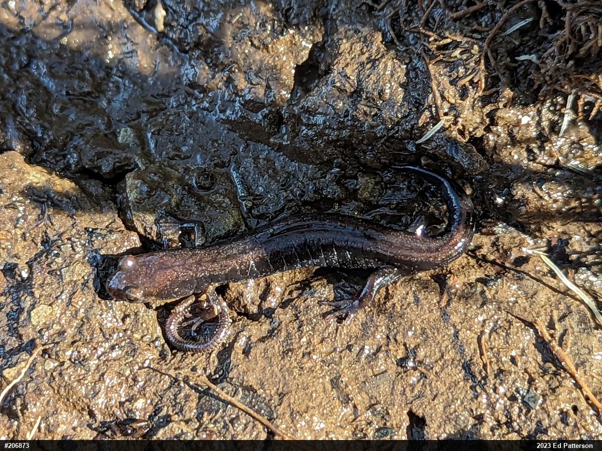 Allegheny Mountain Dusky Salamander