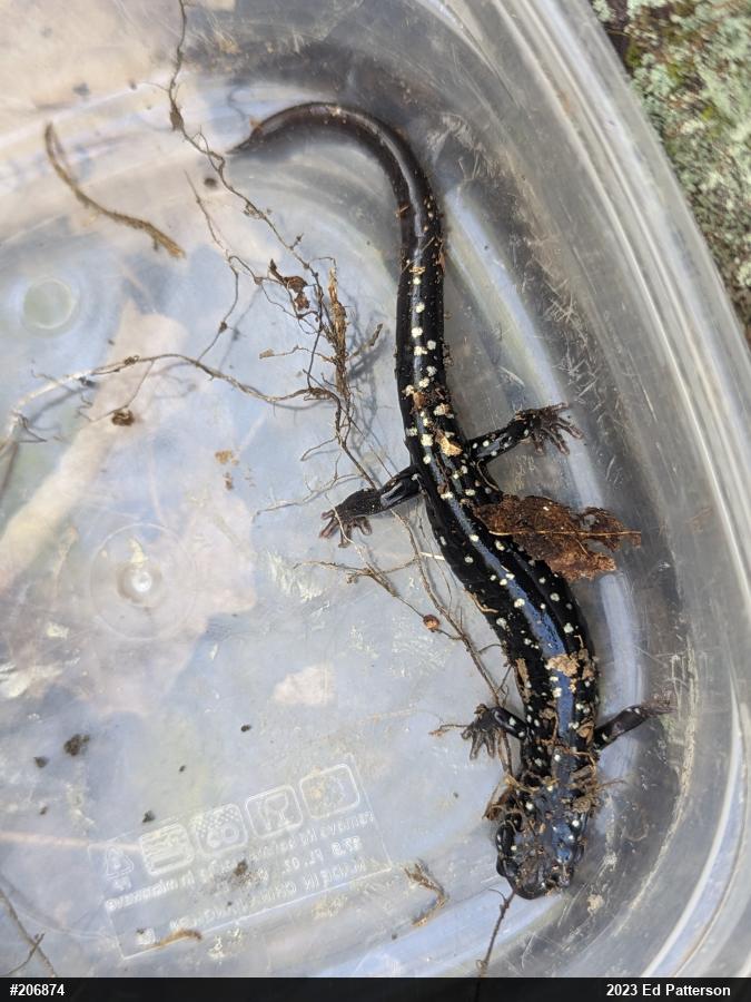 Northern Slimy Salamander