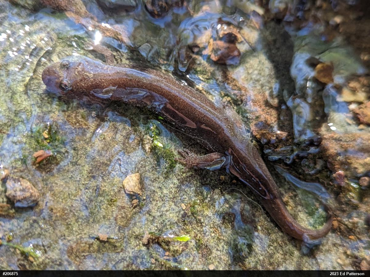 Northern Dusky Salamander