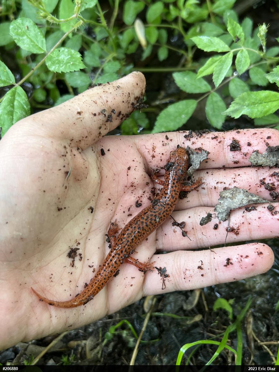 Northern Red Salamander