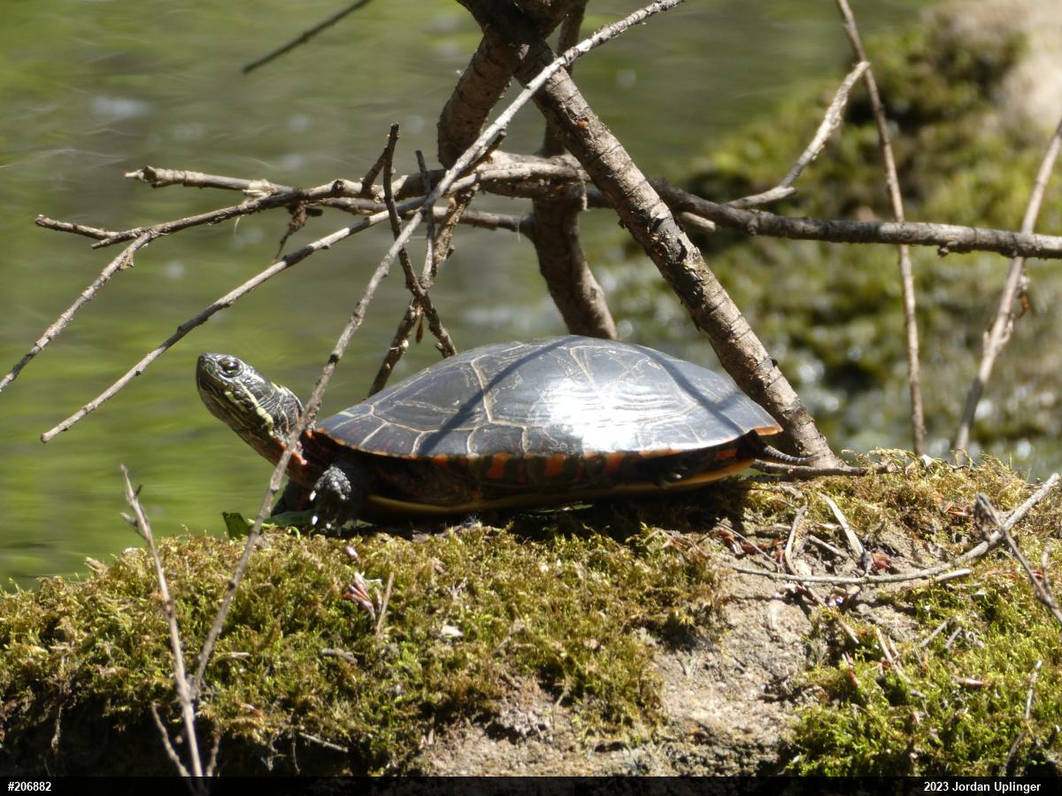 Midland Painted Turtle