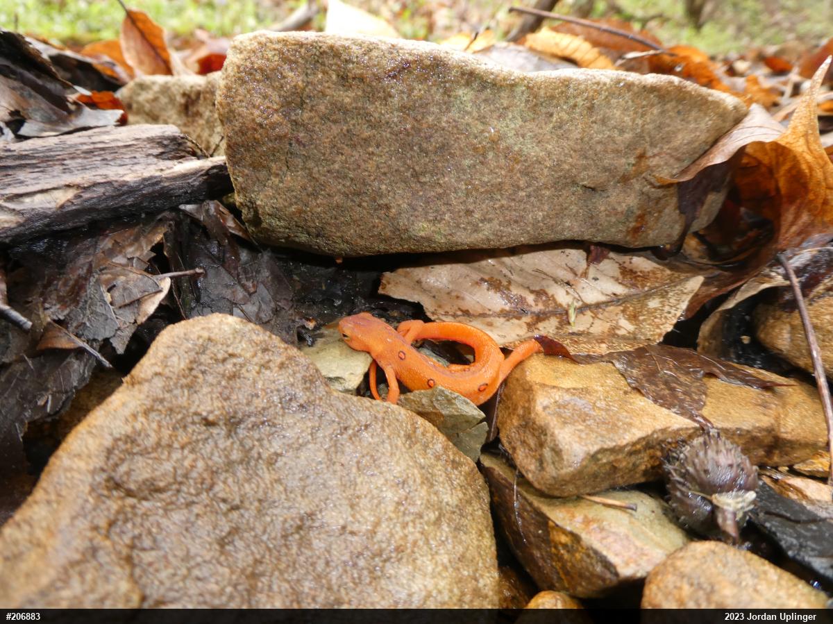 Red-spotted Newt