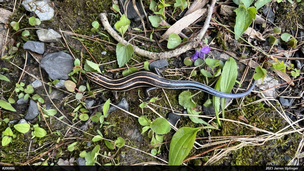 Common Five-lined Skink