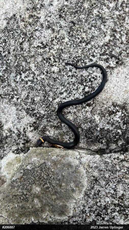 Northern Ring-necked Snake