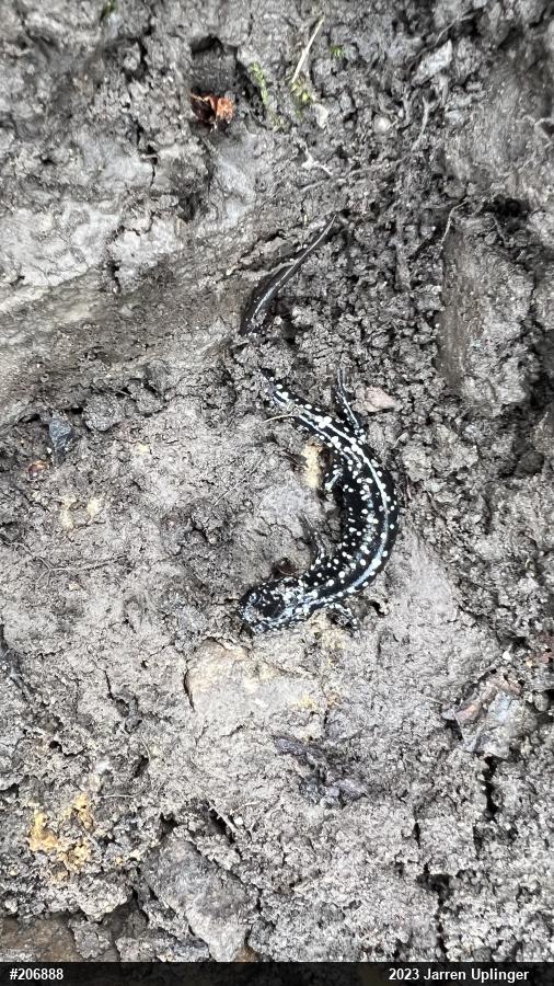 Northern Slimy Salamander