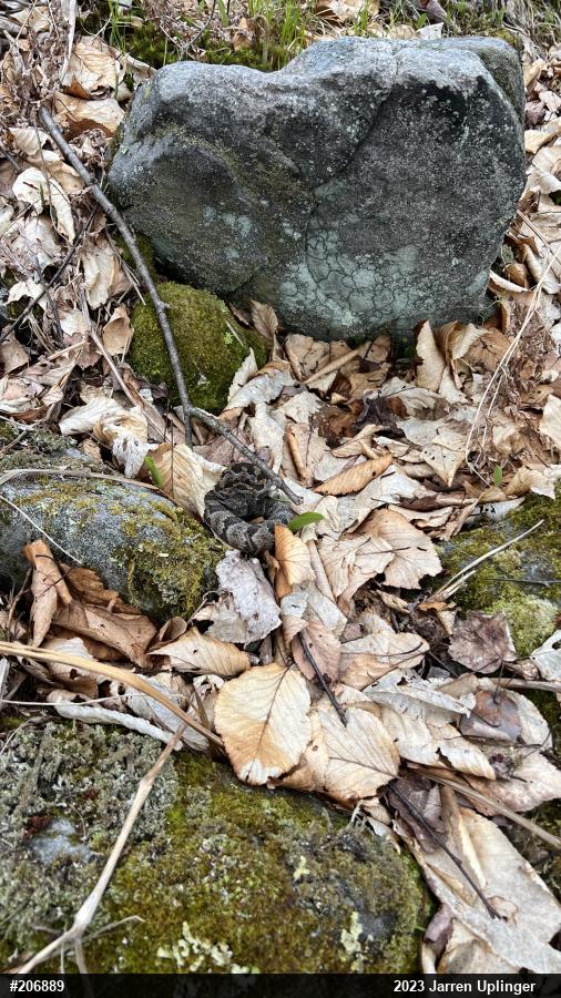 Timber Rattlesnake