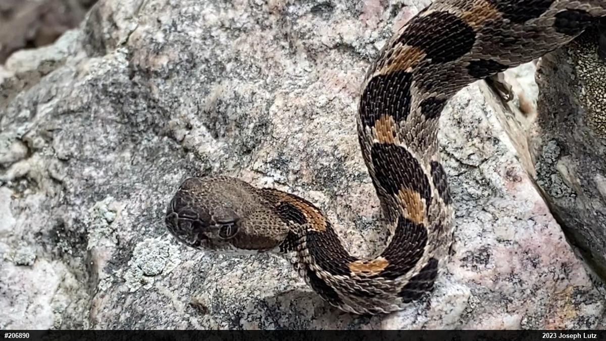 Timber Rattlesnake