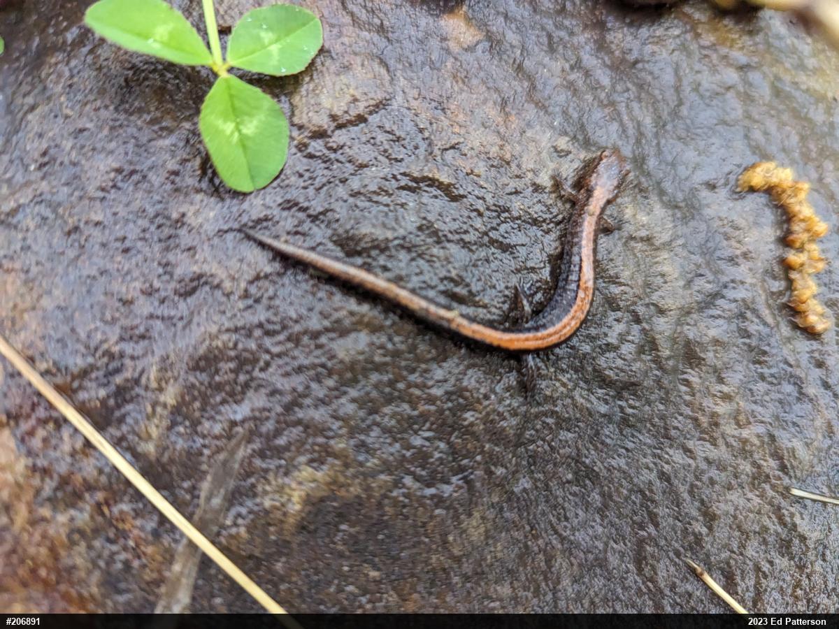 Eastern Red-backed  Salamander