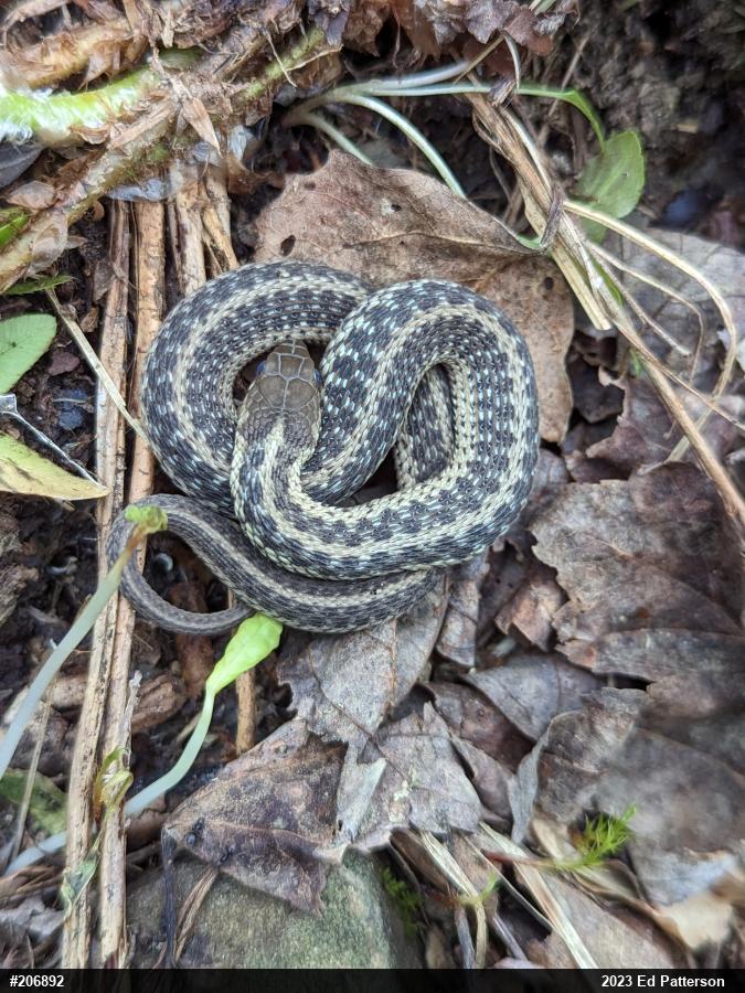 Eastern Gartersnake