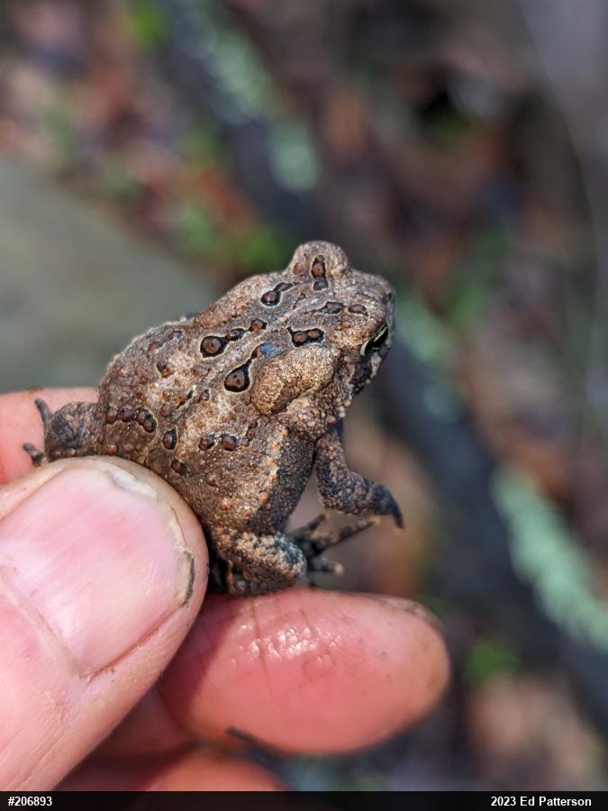 Eastern American Toad