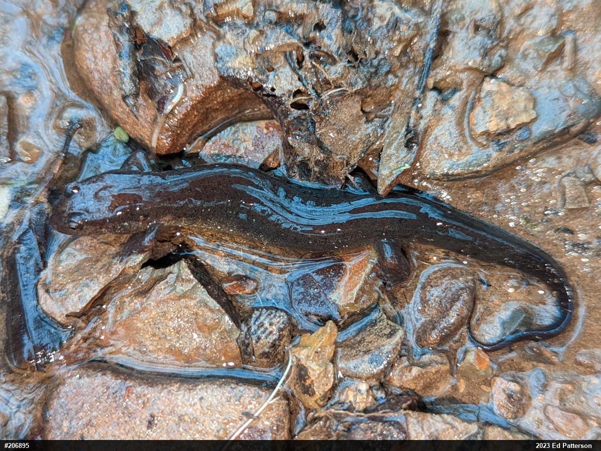 Northern Dusky Salamander