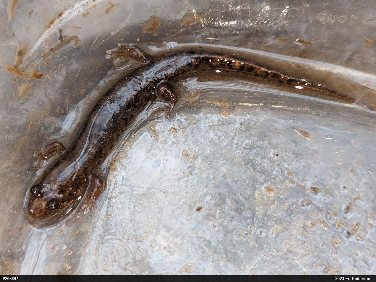 Seal Salamander