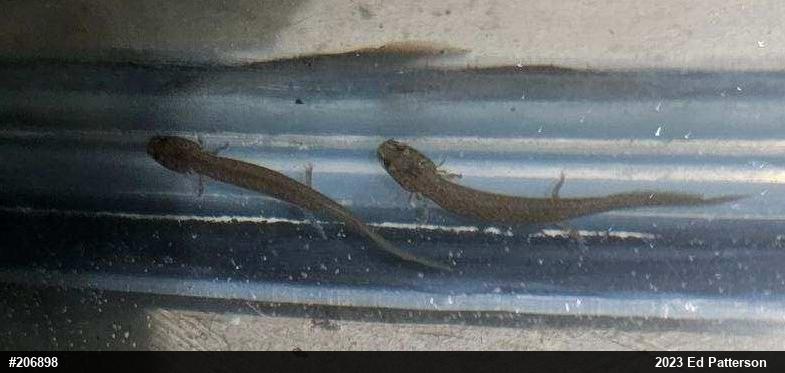 Northern Red Salamander