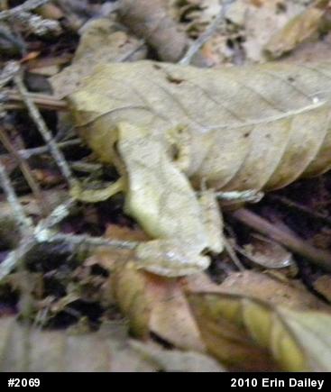 Spring Peeper