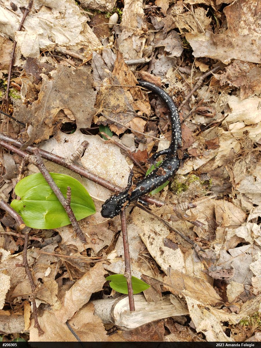 Northern Slimy Salamander