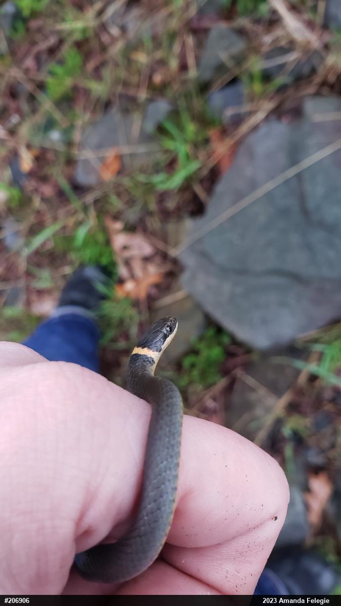 Northern Ring-necked Snake
