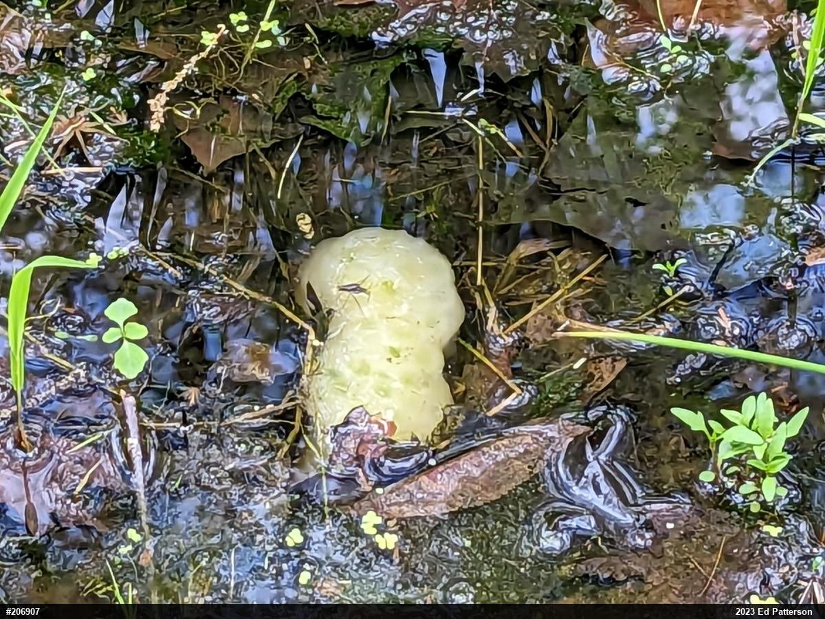 Spotted Salamander