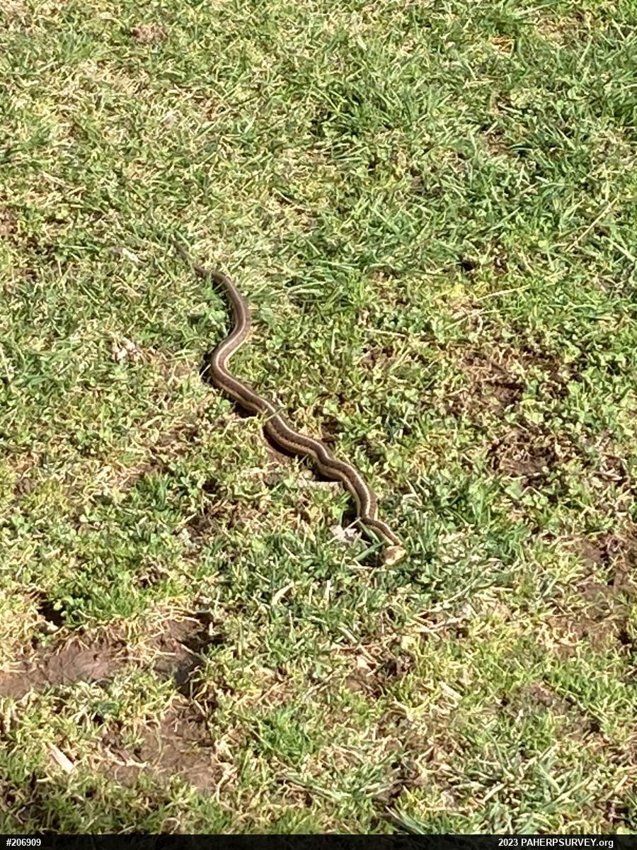 Eastern Gartersnake