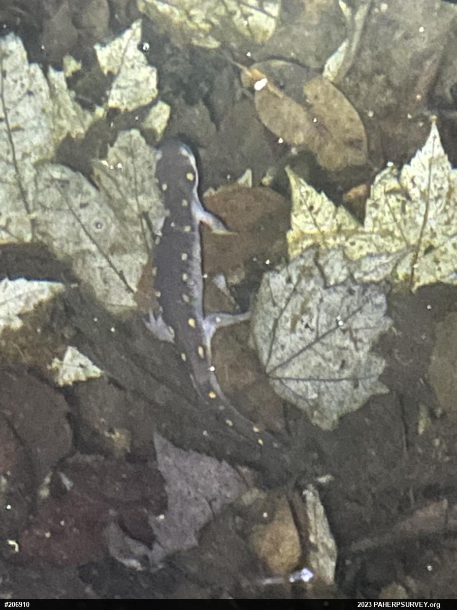 Spotted Salamander