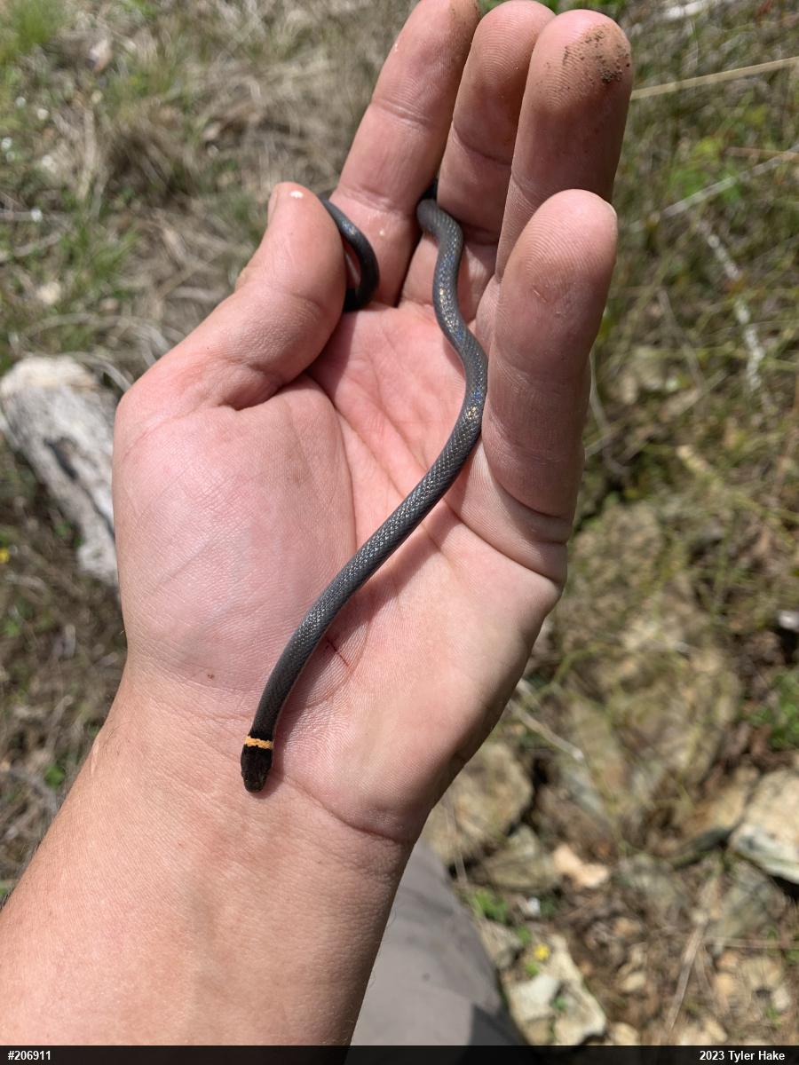 Northern Ring-necked Snake