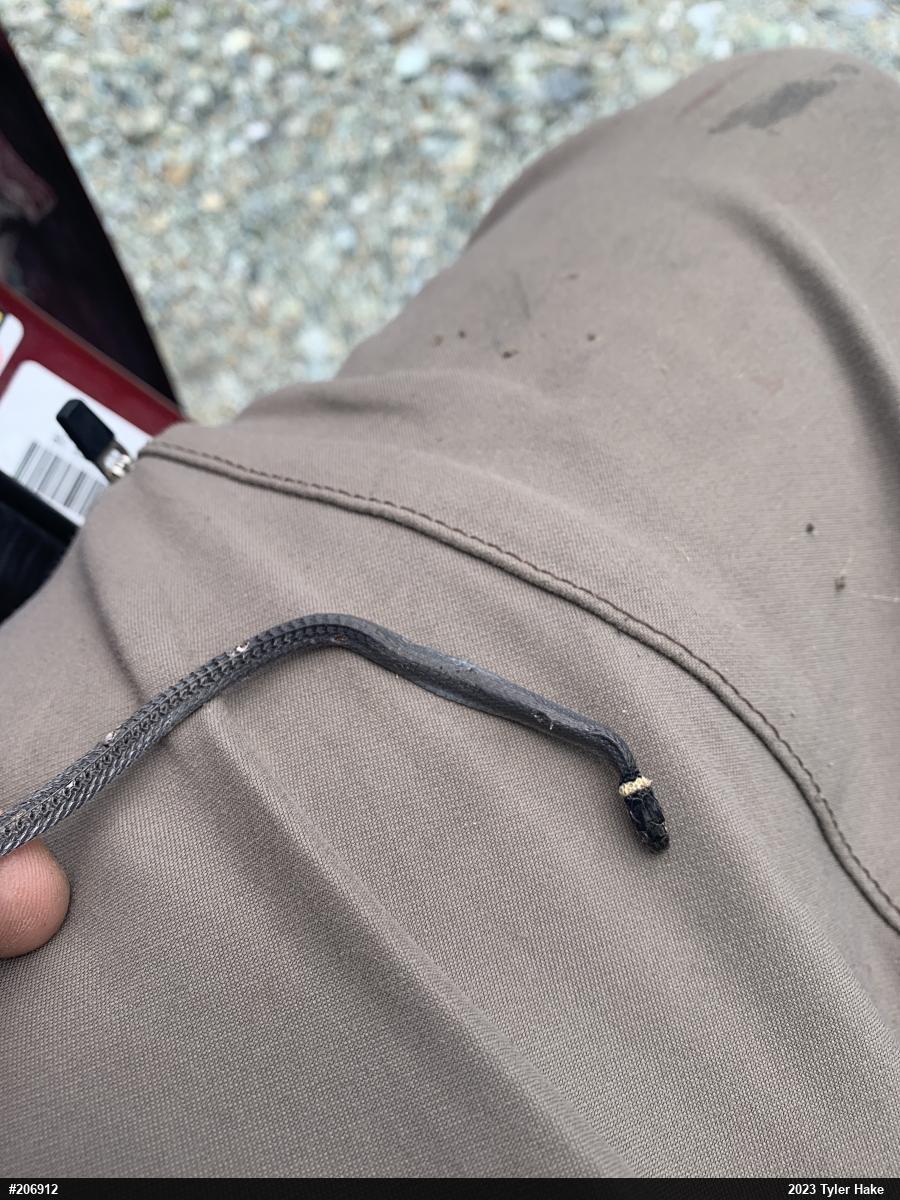Northern Ring-necked Snake