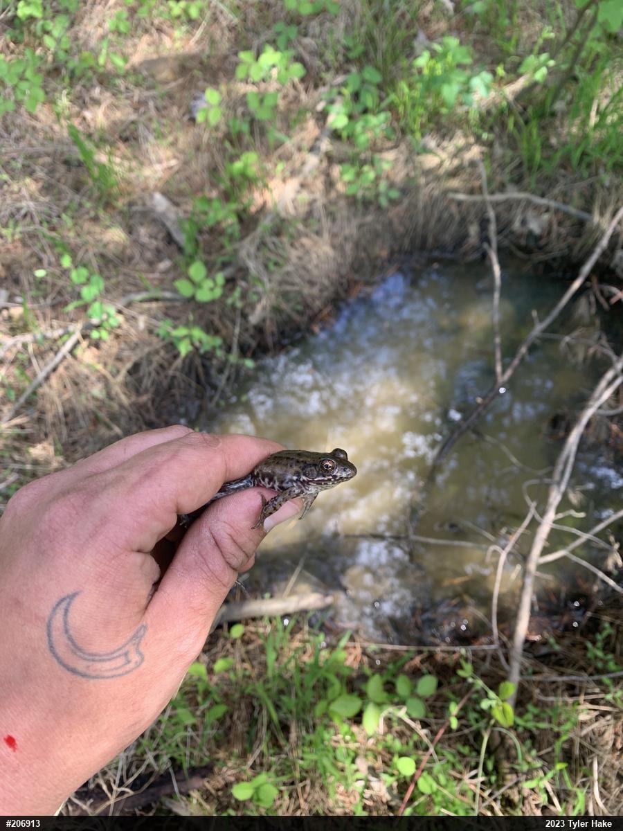 Green Frog