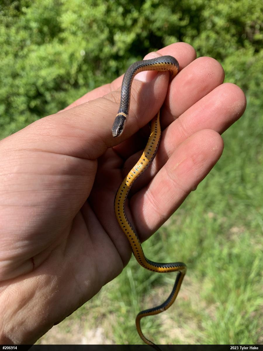 Northern Ring-necked Snake