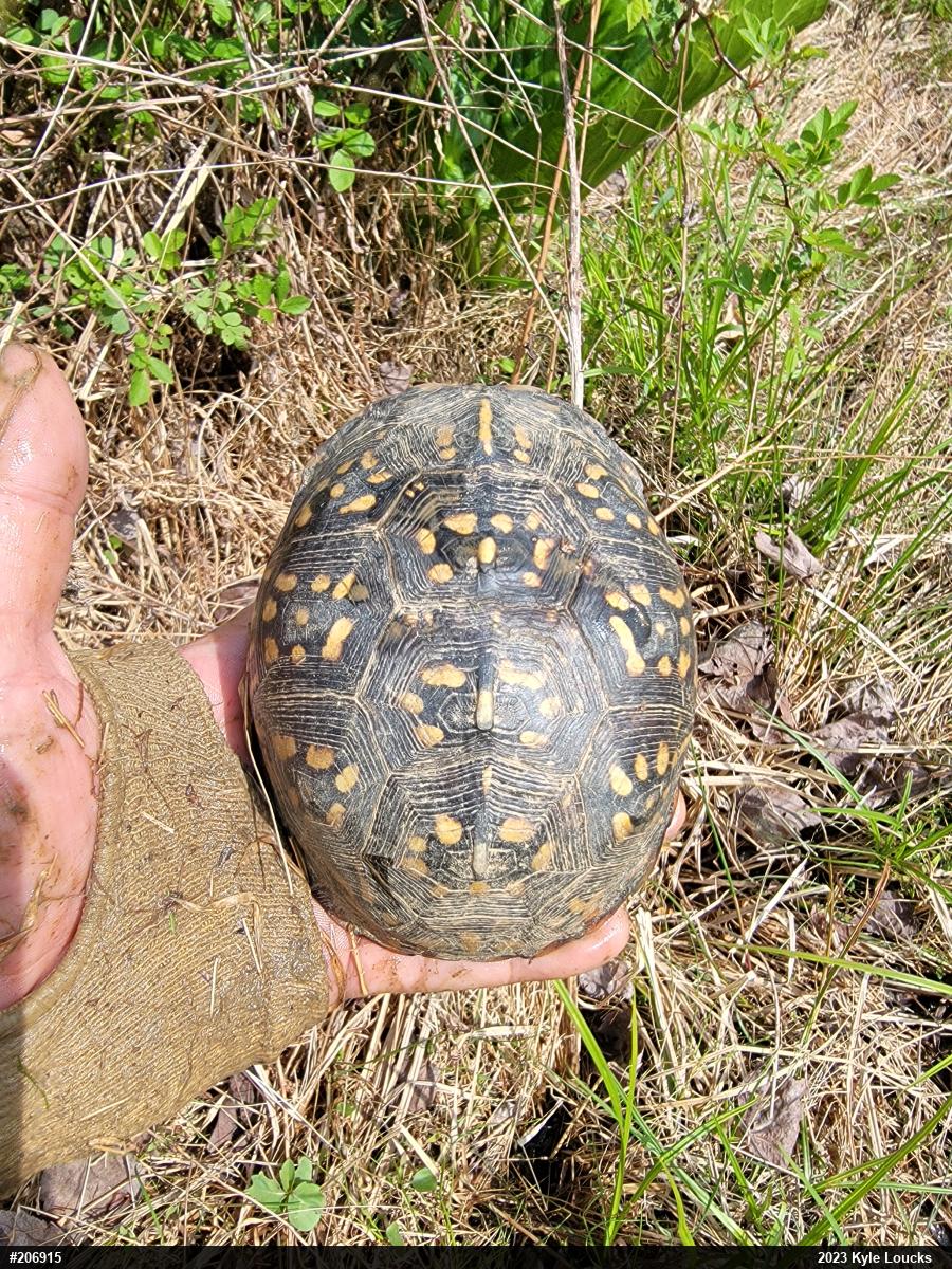 Eastern Box Turtle