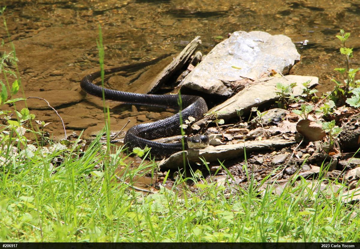 Eastern Ratsnake