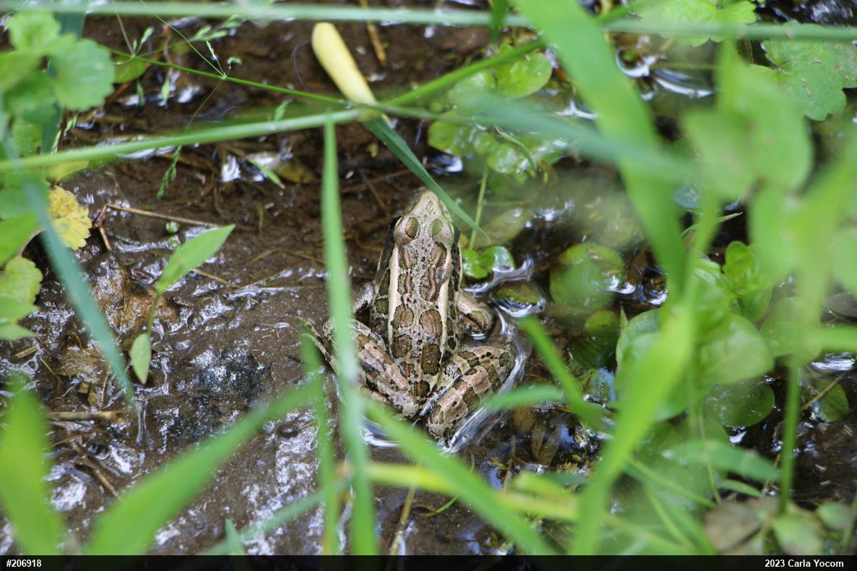 Pickerel Frog