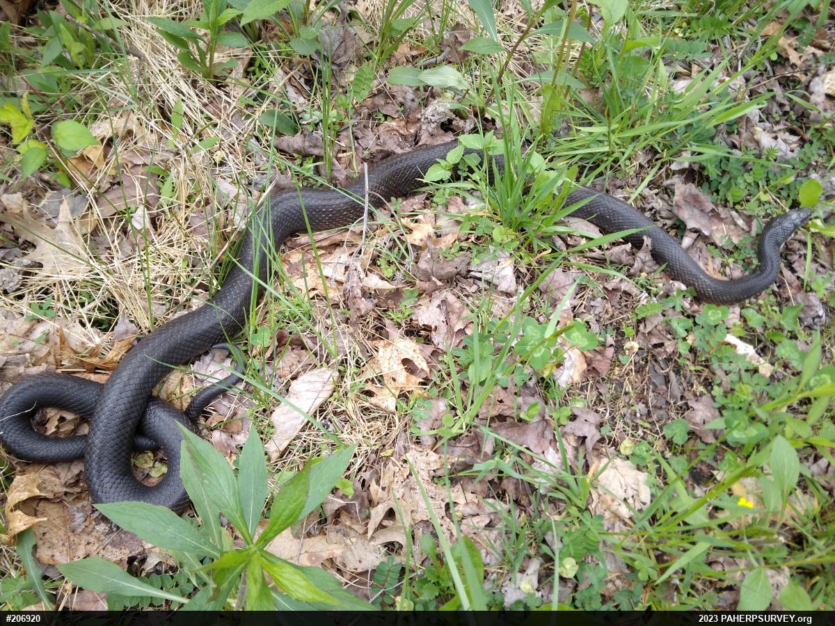 Eastern Ratsnake