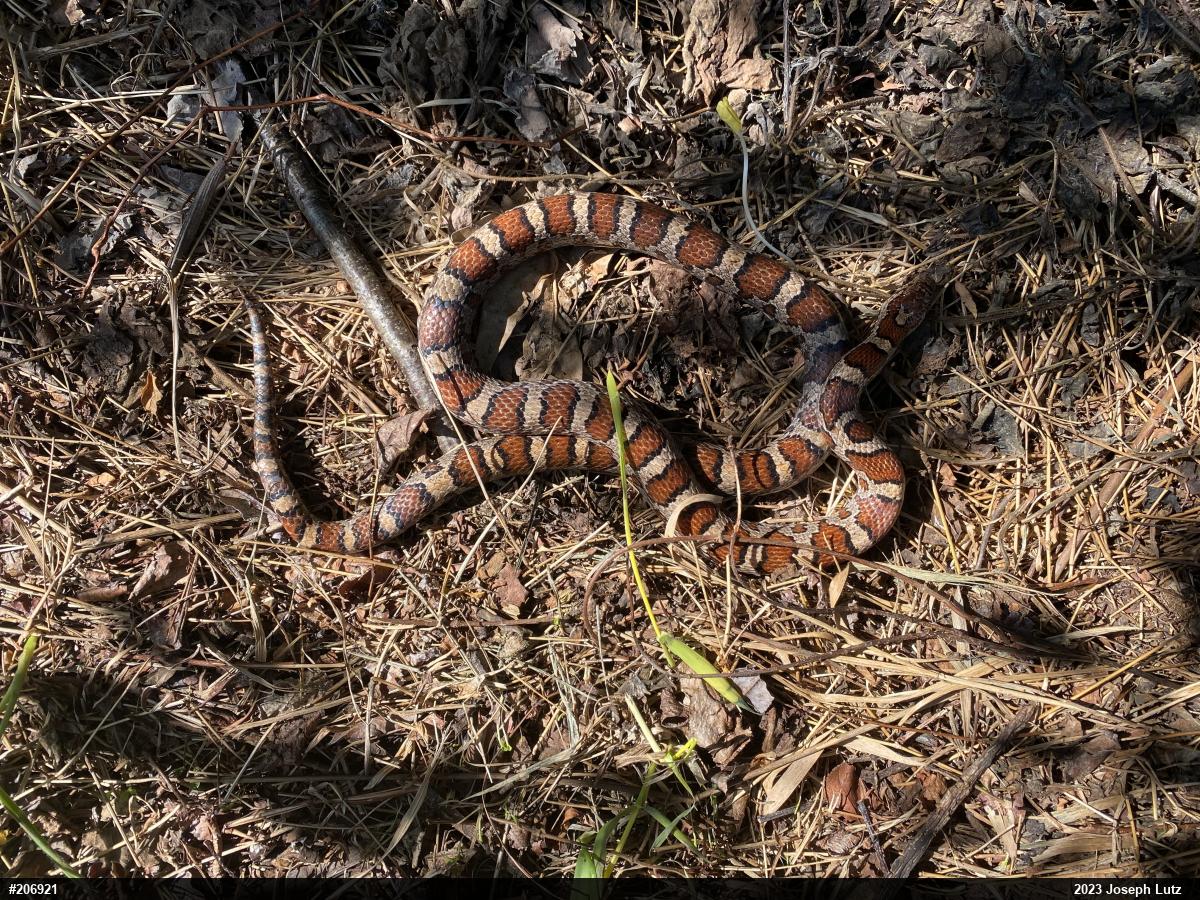 Eastern Milksnake