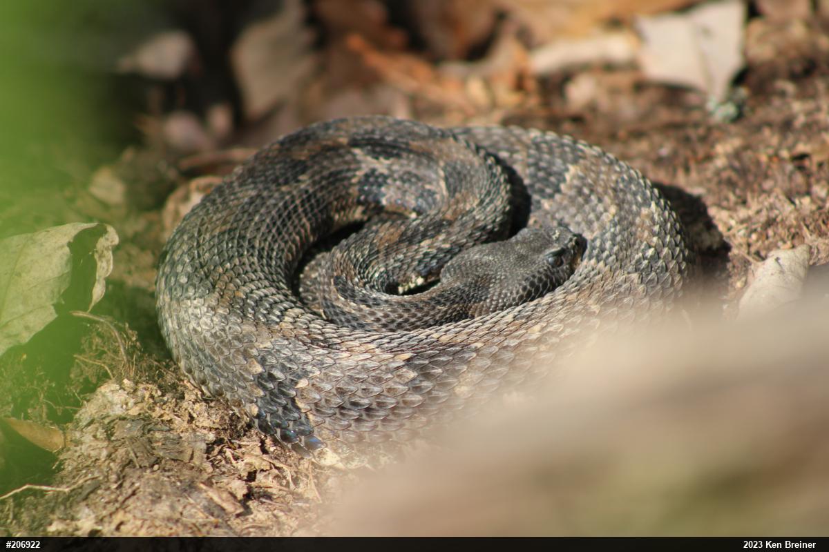Timber Rattlesnake