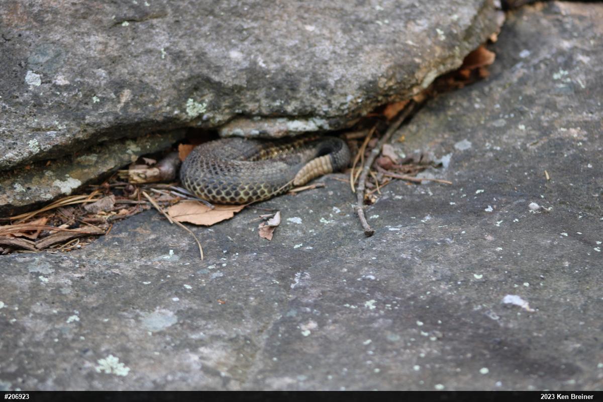 Timber Rattlesnake