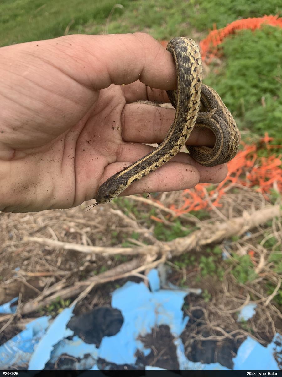 Eastern Gartersnake