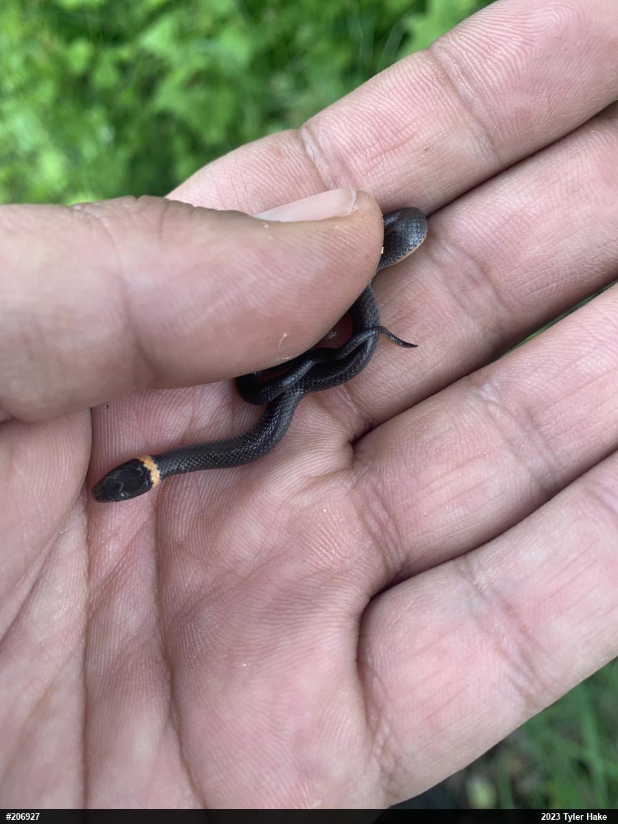 Northern Ring-necked Snake
