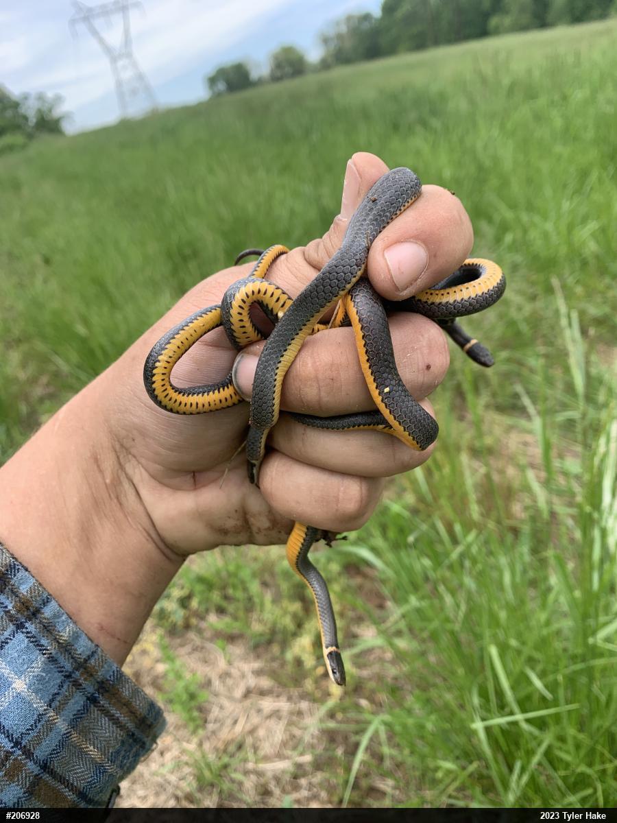 Northern Ring-necked Snake
