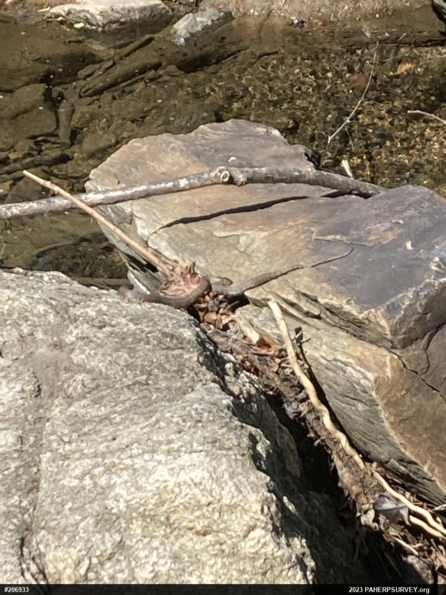 Northern Watersnake