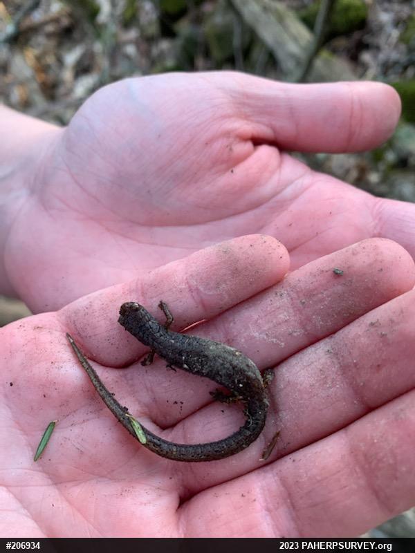 Four-toed Salamander
