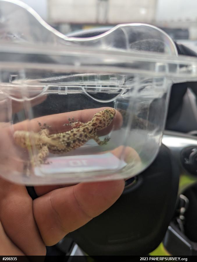Mediterranean House Geckos