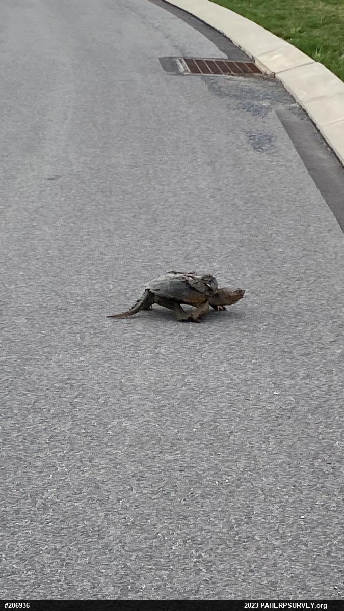 Snapping Turtle