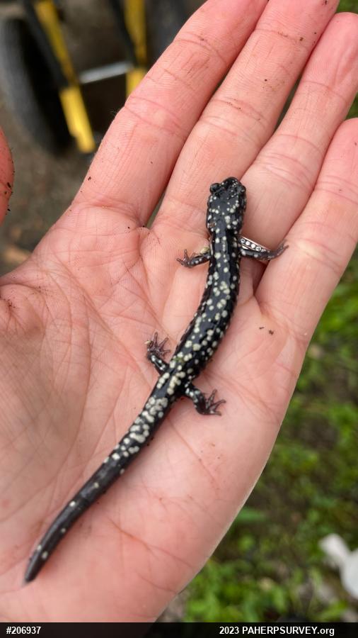 Northern Slimy Salamander