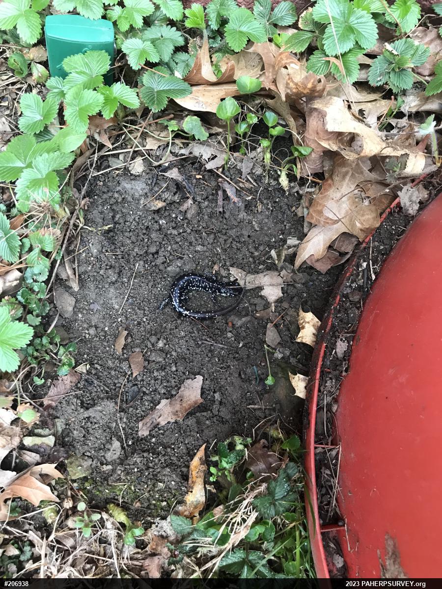 Northern Slimy Salamander