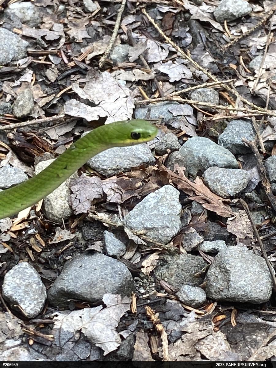 Smooth Greensnake