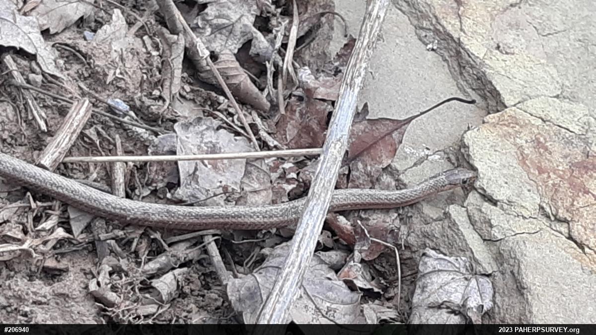 Shorthead Gartersnake