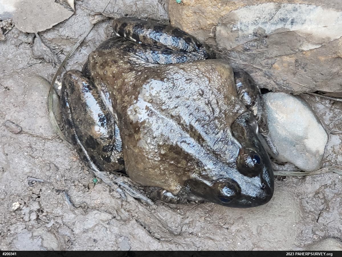 American Bullfrog