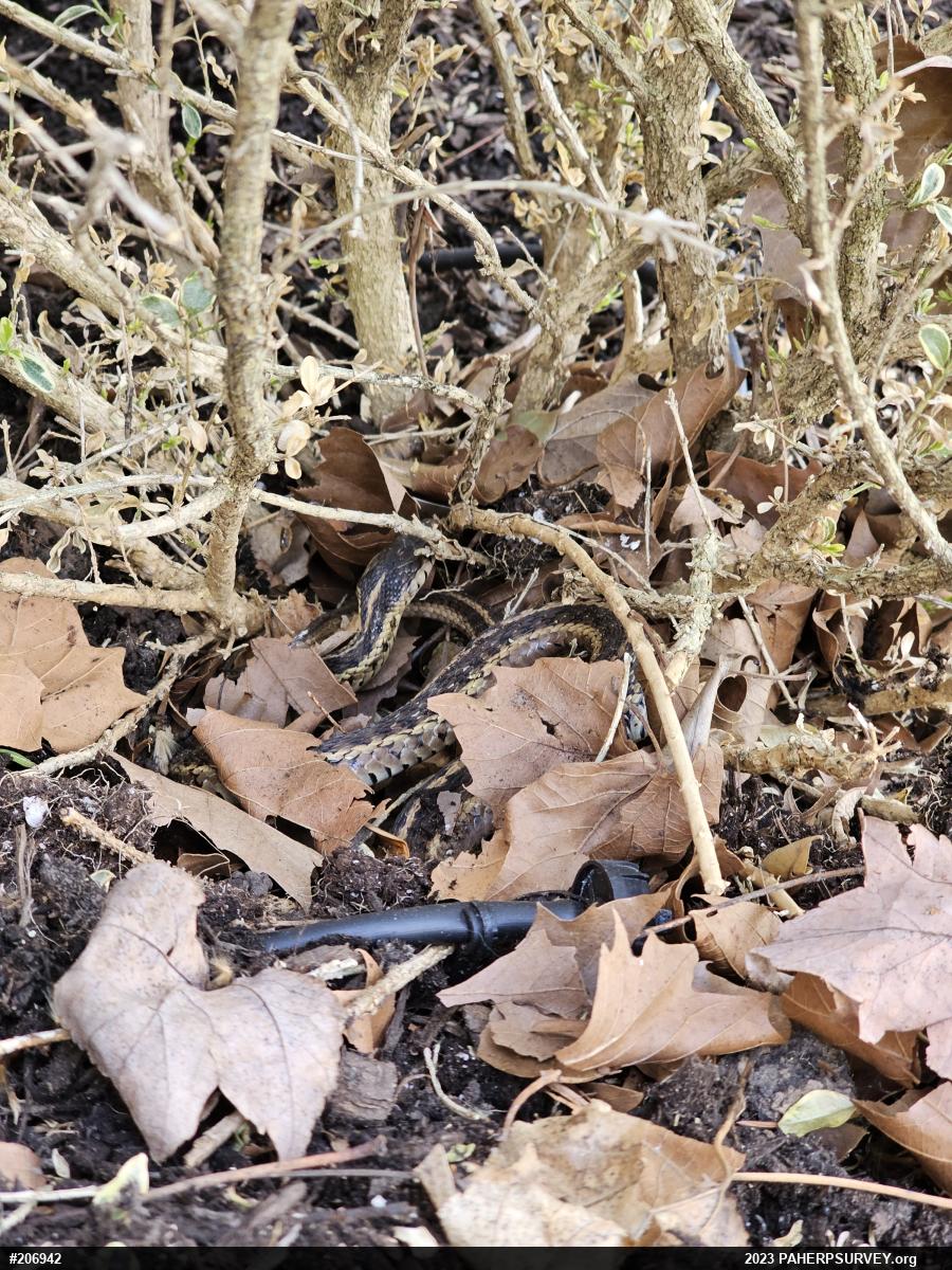Eastern Gartersnake