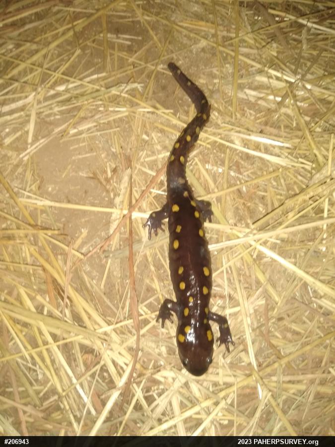 Spotted Salamander